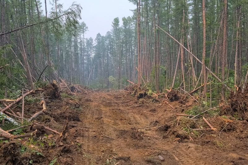 Pine Tree Clearing in Cumming, GA